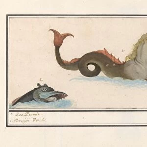 Hippocampus fish fantasy animals 1 Zee-Peerdt 2