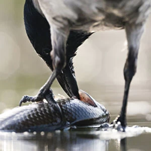 Hooded Crow eating fish in backlight, Corvus cornix, Hungary