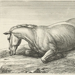 Killed horse lying on stomach, Jan van Huchtenburg, Adam Frans van der Meulen, unknown