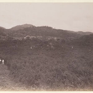 Landscape view towards stelae unexcavated mounds
