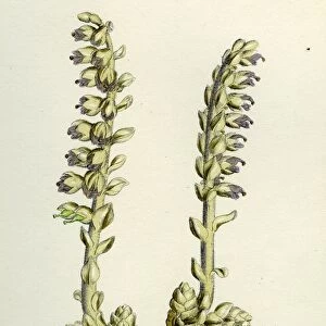 Lathaea squamaria; Toothwort