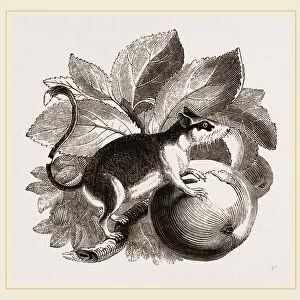 Lerot or Garden Dormouse