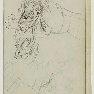 Three Lion Studies Theodore Gericault French