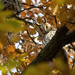 Long-eared Owl perched in an oak, Asio otus, Hongary