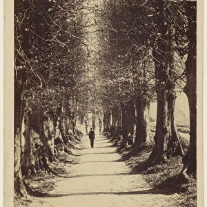 man walking down tree-lined path Torquay Ward & Company