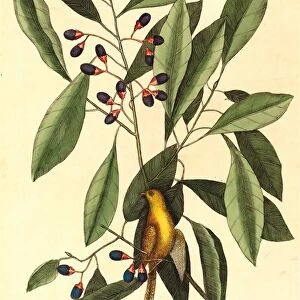 Mark Catesby, English, (1679-1749), The Yellow Titmouse (Motacilla trochilus), published