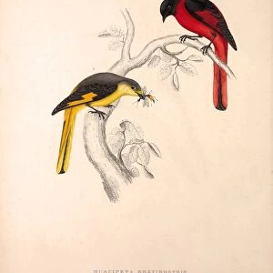 Muscipeta Brevirostris. Birds from the Himalaya Mountains, engraving 1831 by Elizabeth