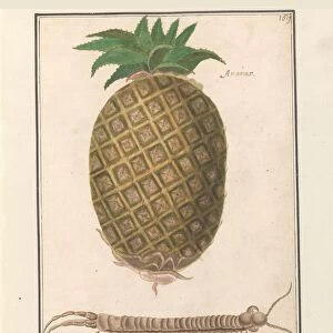 Pineapple Ananas comosus title object centipede
