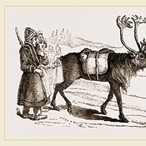 Rein-Deer and Laplanders