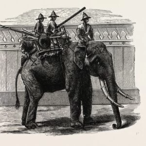 A Siamese War Elephant