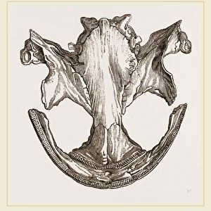 Skull of Siebobltia