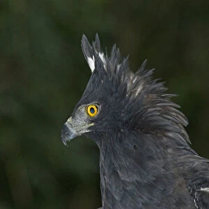 Spizaetus tyrannus, Black Hawk-Eagle