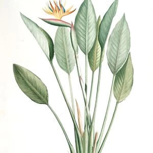Strelitzia Reginae, Strelitzia reginae; Strelitzia de la reine; Bird of Paradise flower