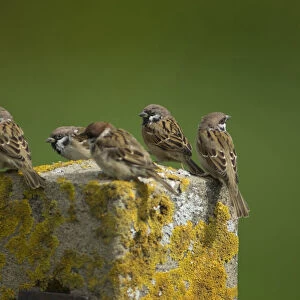 Tree Sparrow group perched on pole, Netherlands