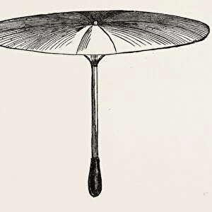 Umbrella for Hawks