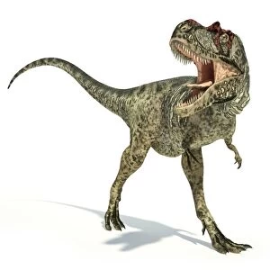 Albertosaurus dinosaur on white background