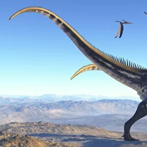 Two Allosaurus dinosaurs look for prey on a high mountain