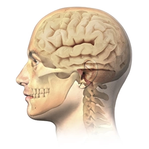 Anatomy of human head with skull and brain superimposed