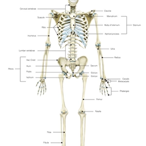 Anterior view of human skeletal system, with labels