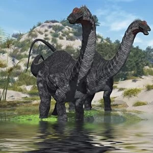 Two Apatosaurus dinosaur wade through a lush pond