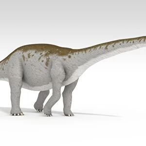 Apatosaurus dinosaur, white background