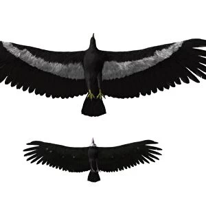 Argentavis magnificens compared to an American condor