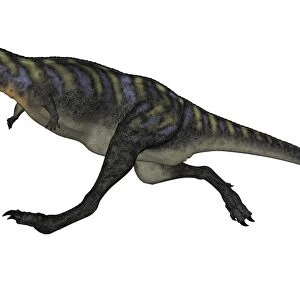 Aucasaurus dinosaur isolated on white background