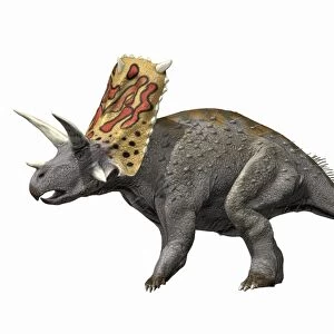 Bravoceratops polyphemus, Late Cretaceous of Texas