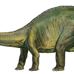Brontosaurus, a prehistoric era dinosaur