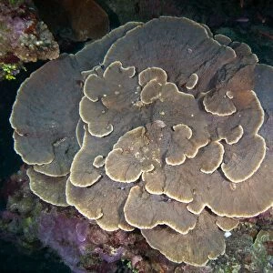Cabbage Coral amongst other corals in the South Pacific Ocean, Fiji