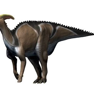 Charonosaurus dinosaur