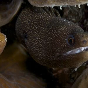 Close-up view of a Goldentail Moray Eel