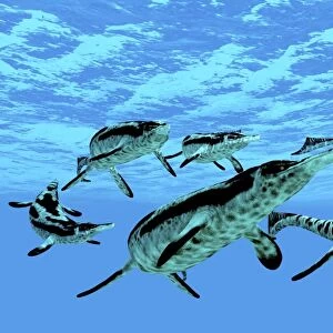 Cymbospondylus ichthyosaurs swim together in a pod searching for prey