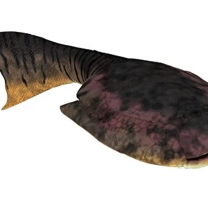 Drepanaspis is an extinct species of primitive jawless fish