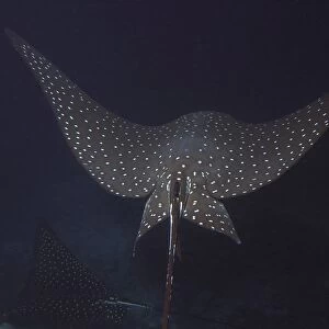 An eagle ray in flight, Cocos Island, Costa Rica