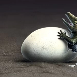 An early dinosaur ancester, Seymouria, hatches from an egg