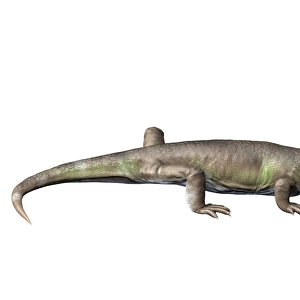 Eocasea is a synapsid from the Late Carboniferous period