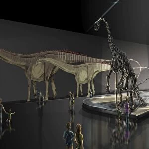 Exhibition space featuring Diplodocus longus