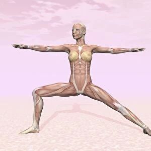 Female musculature performing warrior yoga pose