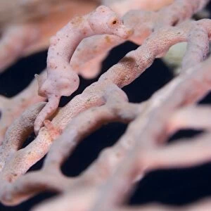 Hippocampus denise on gorgonian coral, Solomons