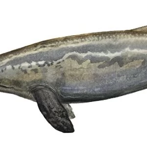 Illustration of a Plotosaurus from the Cretaceous period