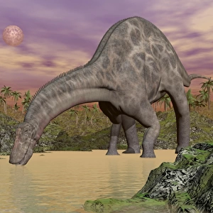 Large Dicraeosaurus dinosaur drinking water