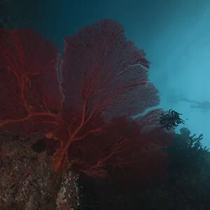 A large red gorgonian sea fan and black crinoid, Fiji