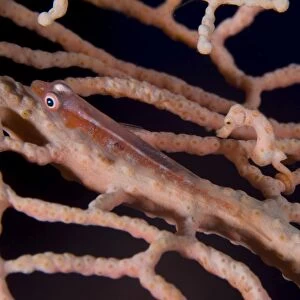 Large whip goby and pygmy seahorse on sea fan, Papua New Guinea