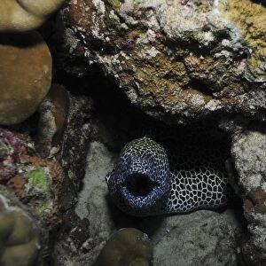 Leopard moray eel with mouth open in a hole, Australia