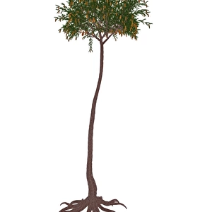 Lepidodendron prehistoric tree