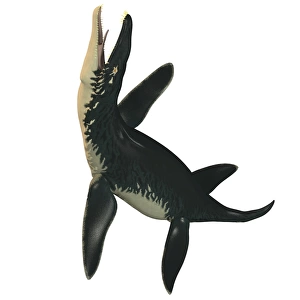 Liopleurodon, a large carnivorous marine reptile