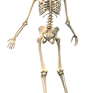 Male human skeleton in dynamic posture, rear view