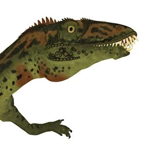 Masiakasaurus dinosaur head