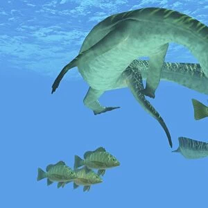 Mesosaurus attacks a Mangrove red snapper fish